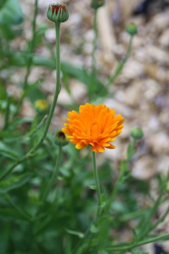 a orange flower with a green stem in a field at Wirtseppelerhof Apartments in Leutasch