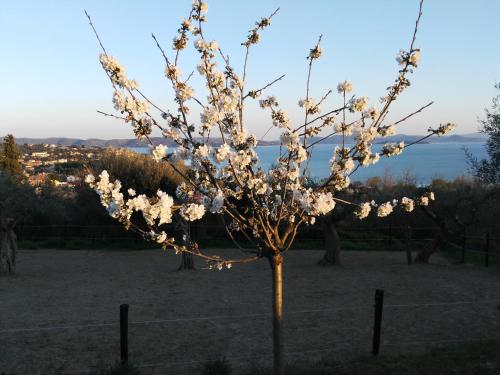 a tree with white flowers in a field at Antico Casale Tiravento in Passignano sul Trasimeno