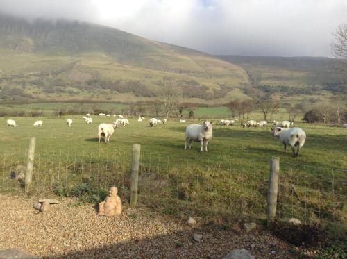 a herd of sheep grazing in a field with a fence at Benbulben Farmhouse B&B in Drumcliff