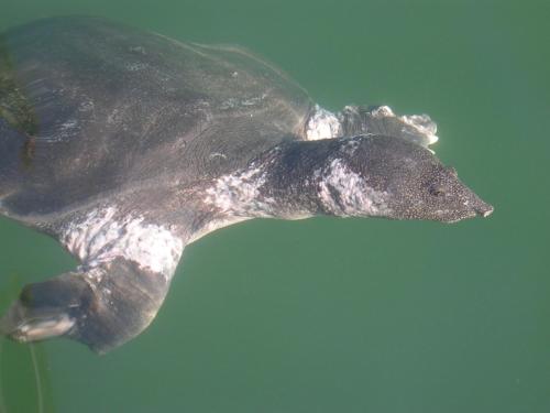 a turtle is swimming in the water at Midas Pension in Dalyan