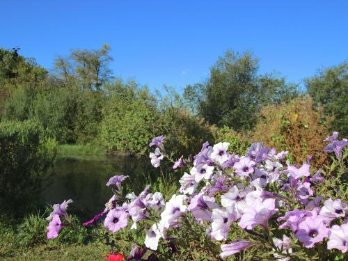 a bunch of flowers in front of a pond at Ecologically renovated former farmhouse in Wellin