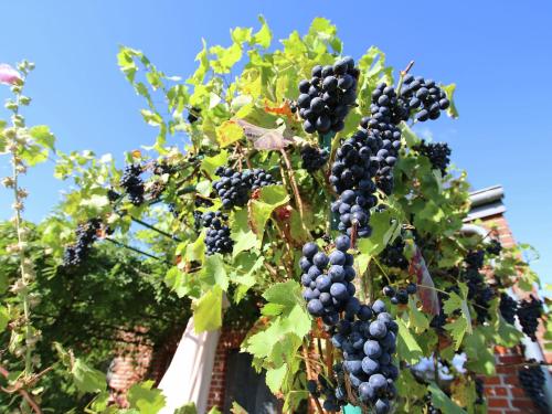 a bunch of black grapes hanging from a tree at Ecologically renovated former farmhouse in Wellin