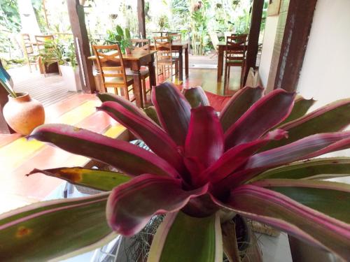 a red flower in a vase next to a table at Pousada Riacho Dos Cambucas in Abraão