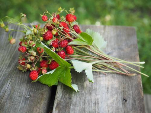 En have udenfor Villa by the Lake