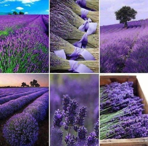 a collage of photos of a lavender field at "Le Pigeonnier" chambre d'hôte in Piégros-la-Clastre