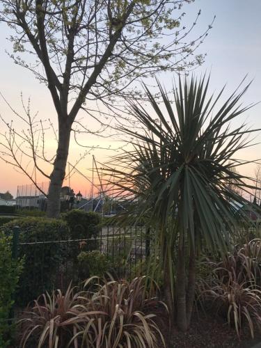 a palm plant in a garden with a tree at Turlin Valley in Poole