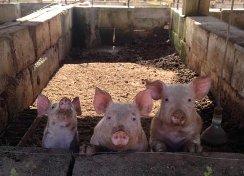 three pigs are sitting in a pen at Agroturisme Son Barceló Mas in Campos