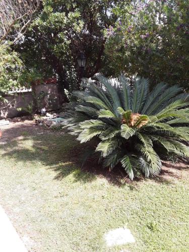a palm tree sitting in the grass in a yard at Capalbio Vacanze in Capalbio
