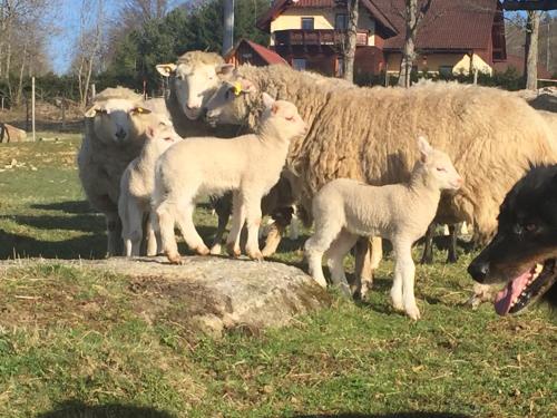 a group of sheep standing in a field with a dog at Penzion Farma Žleby in České Žleby
