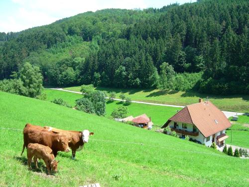 dwie krowy pasące się na trawiastym wzgórzu z domem w obiekcie Black Forest farmhouse in charming location w mieście Hofstetten