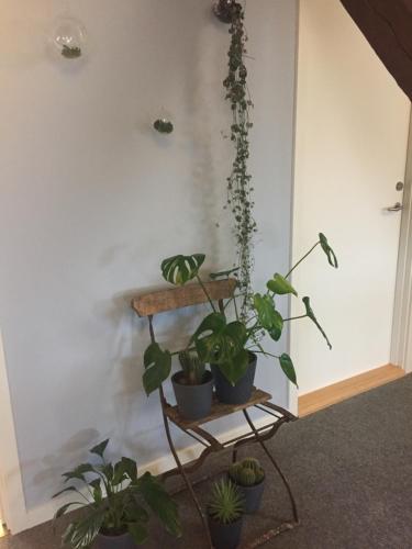 a shelf with potted plants in a room at Rønhave in Sønderborg
