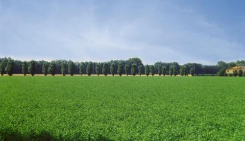 a large green field with trees in the background at Agriturismo Le Colombaie in Busseto