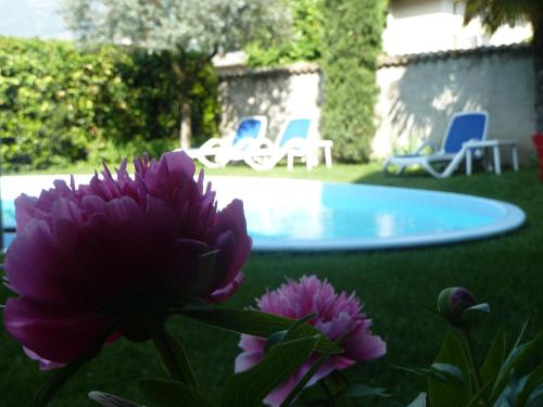 fioletowy kwiat na dziedzińcu z krzesłami i basenem w obiekcie Hotel Andreas Hofer w mieście Egna