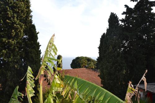 a group of trees and a house with a roof at Villa Azur Cap d'Ail in Cap d'Ail