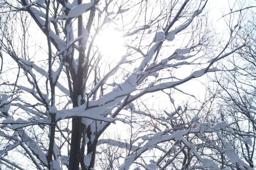 a snow covered tree with snow covered branches at Niseko Prince Hotel Hirafutei in Kutchan