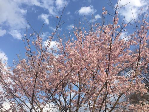 a tree with pink flowers in the sky at kinugawaonsen Fukumatsu in Nikko
