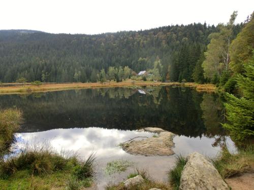 a reflection of a lake in the middle of a forest at Pension Arberwald in Bayerisch Eisenstein