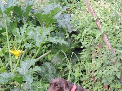 モンテグロット・テルメにあるCasa Vacanze Countryの庭に立つ赤い首輪を着た犬