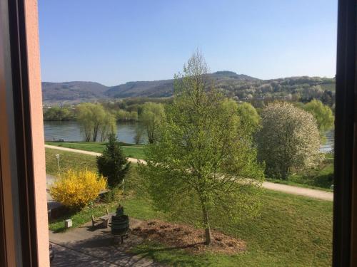 a view of a tree and a river from a window at Moselhotel Lesura in Lieser