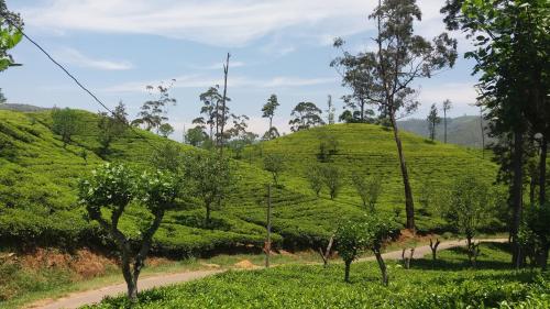 una plantación de té con una colina al fondo en Montes Ella, en Ella