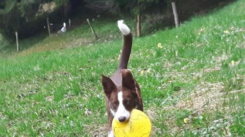 a dog holding a yellow frisbee in its mouth at Haus Mösenlechner in Maishofen