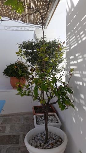 a small tree in a white pot in a room at B&B La Porta Vecchia in Monopoli