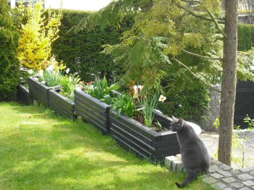 a cat sitting in the grass next to a garden at Gästehaus Cramer in Bad Kissingen