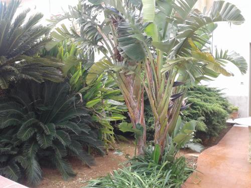 a group of palm trees in a garden at La Mimosa Case Vacanze in Marsala