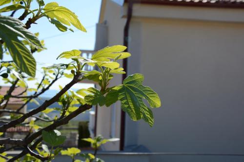 a tree with green leaves in front of a building at Apartments Dida moj in Šmrika