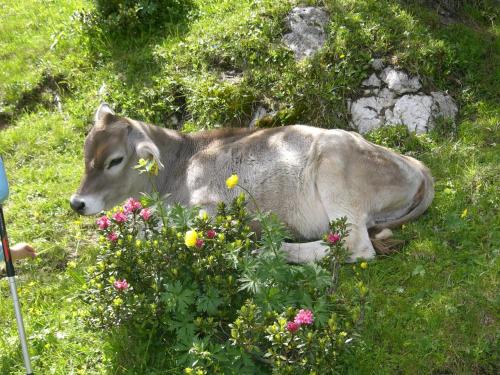a cow laying in the grass in a field at Hotel Vigo in Vigo di Fassa