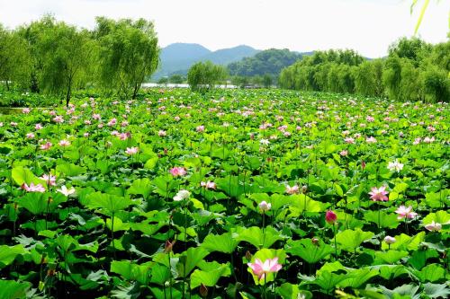a field filled with lots of pink and white flowers at Lotte Buyeo Resort in Buyeo