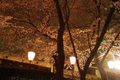 a group of lights in front of a tree with flowers at Town Hotel 41 in Kanazawa