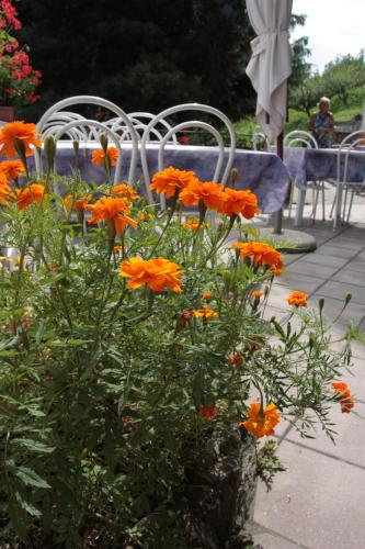 Un jardín fuera de Hotel Bellevue