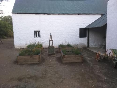 a white building with a ladder next to some plants at Silwerkaroo Gastehuis in Beaufort West