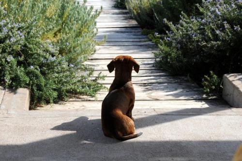 a large brown dog sitting on a sidewalk at 3 Dolphins in Britannia Bay