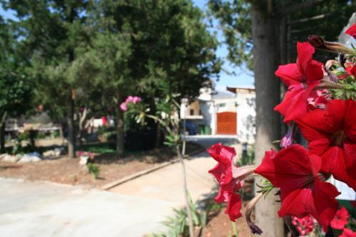 a bunch of red flowers on the side of a house at Silba Otium in Silba