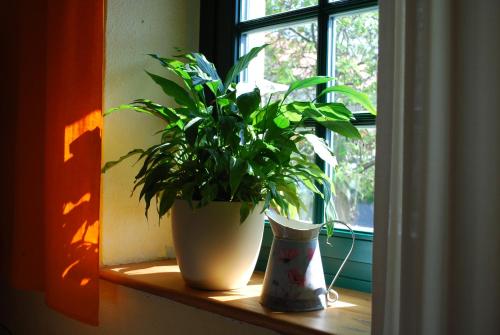 a potted plant sitting on a window sill at Haus Grüne Idylle in Bannewitz