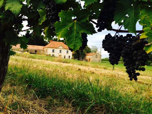 Une bande de raisins suspendus à un arbre dans un champ dans l'établissement Maison du Guit, à Viella