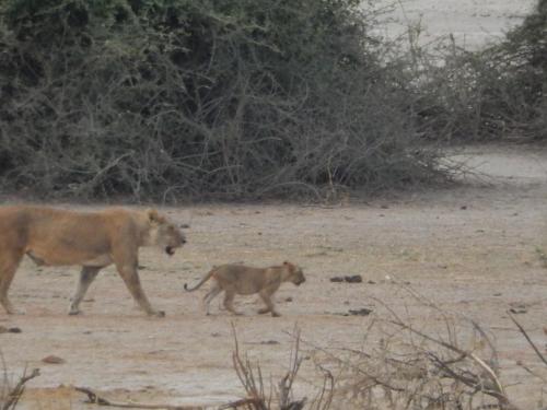 a lion and a cub walking in a field at Thobolo's Bush Lodge in Kachikau
