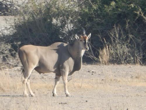 a brown animal standing in a field at Thobolo's Bush Lodge in Kachikau