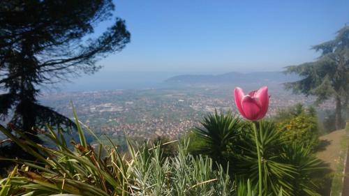 a pink flower sitting on top of a hill at Hotel Ristorante Radar in Carrara