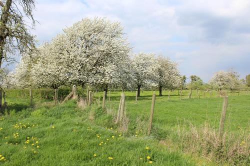a fence in a field with trees with white flowers at B&B De Vroling in Wellen