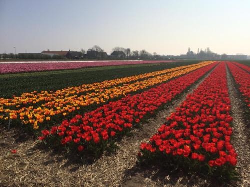 a field of red and yellow tulips in a field at Bed & Breakfast De Vier Seizoenen in Lisse