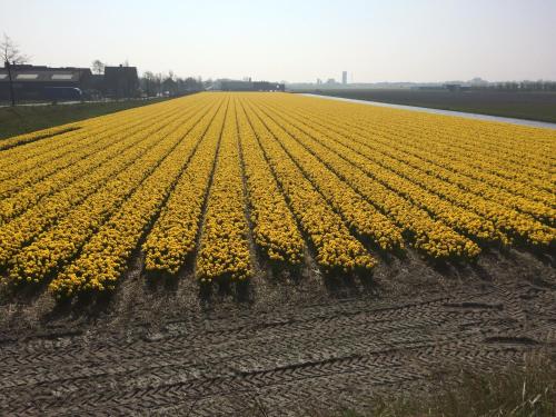 a large field of yellow flowers in a field at Bed & Breakfast De Vier Seizoenen in Lisse