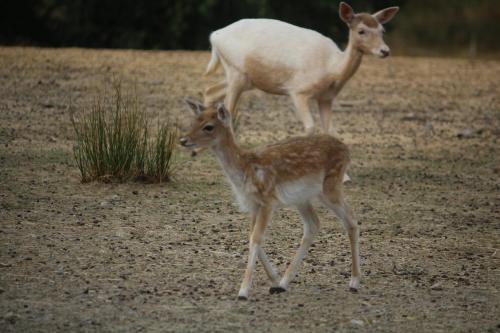 two baby deer standing in a dirt field at Auberge de la Normandie in Junhac
