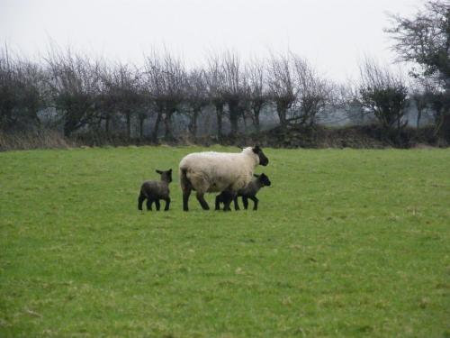 a sheep and two lambs standing in a field at Evergreen Bed & Breakfast in Swords