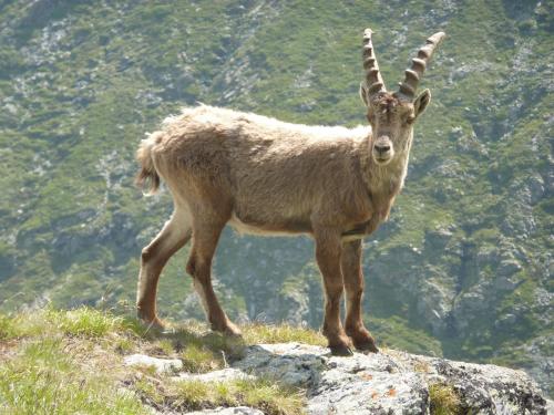 a large horned animal standing on top of a lush green hillside at Les Glières - Champagny-en-Vanoise in Champagny-en-Vanoise