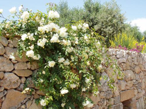 Κήπος έξω από το Masseria L'Antico Frantoio