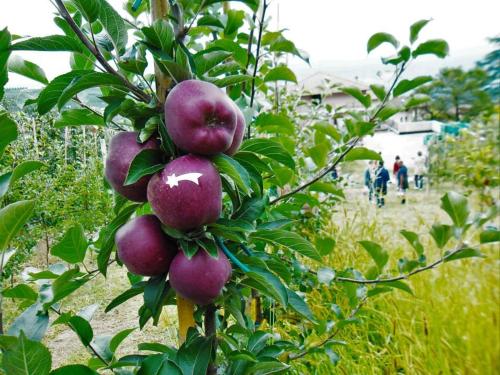 a bunch of apples hanging from a tree at Agritur Leita in Tuenno