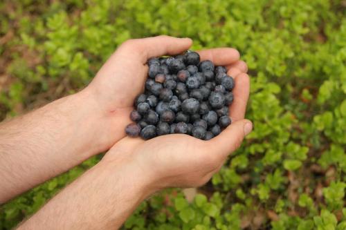 a person holding a bunch of blueberries at J A Ranch Bed & Breakfast in Strömsnäsbruk